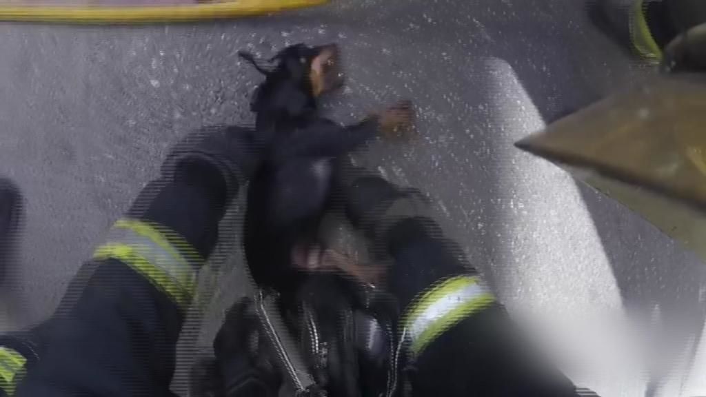El rescate de un perro atrapado por las llamas