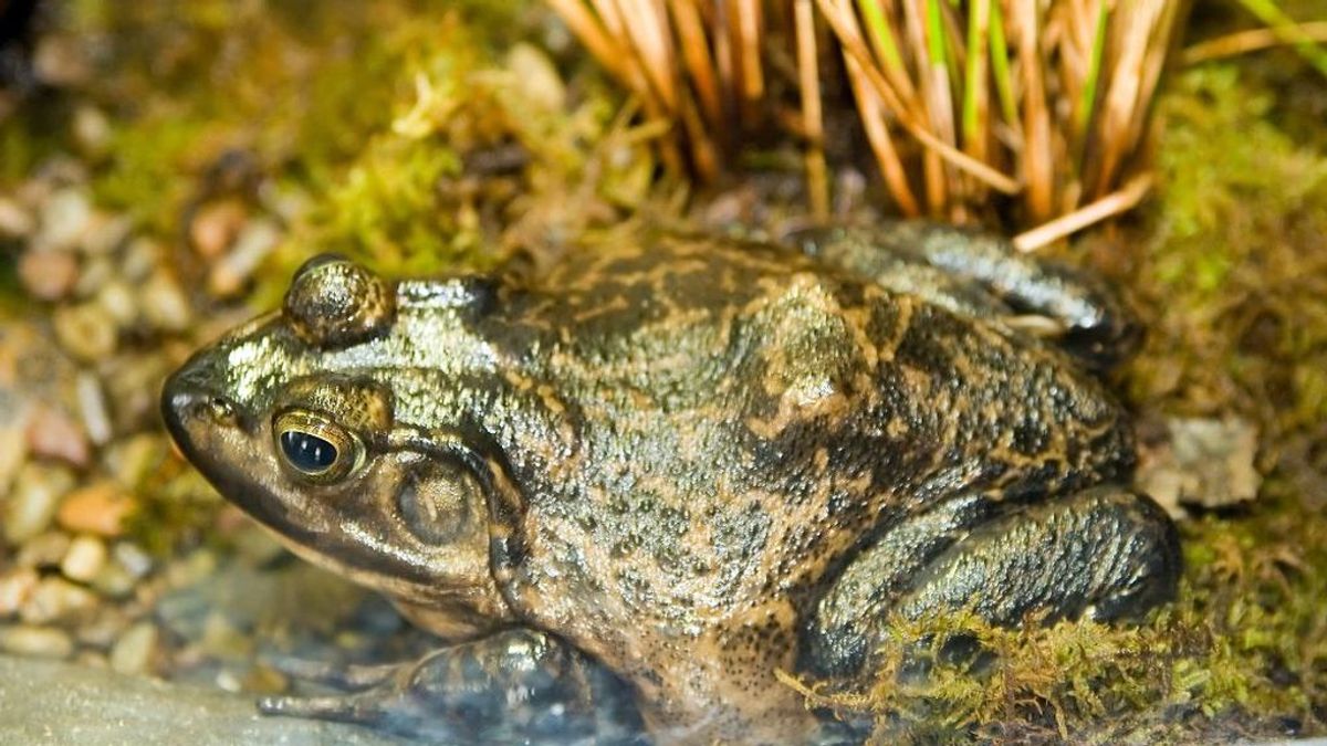 La rana toro pone en peligro  el Delta del Ebro: se activa el sistema de alerta temprana