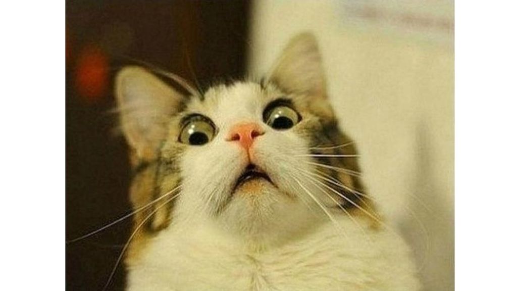 Scared-Cat