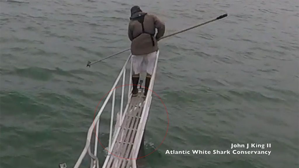 Pánico a bordo cuando un tiburón salta contra su barco abriendo su enorme boca