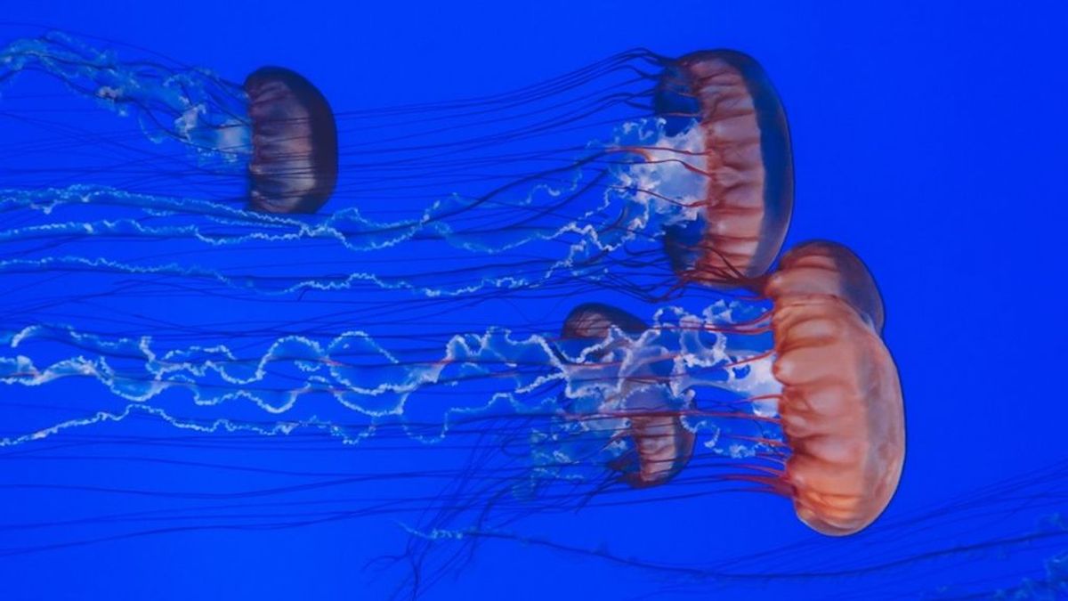 Recuerda: estas son las cinco cosas que no debes hacer si te pica una medusa