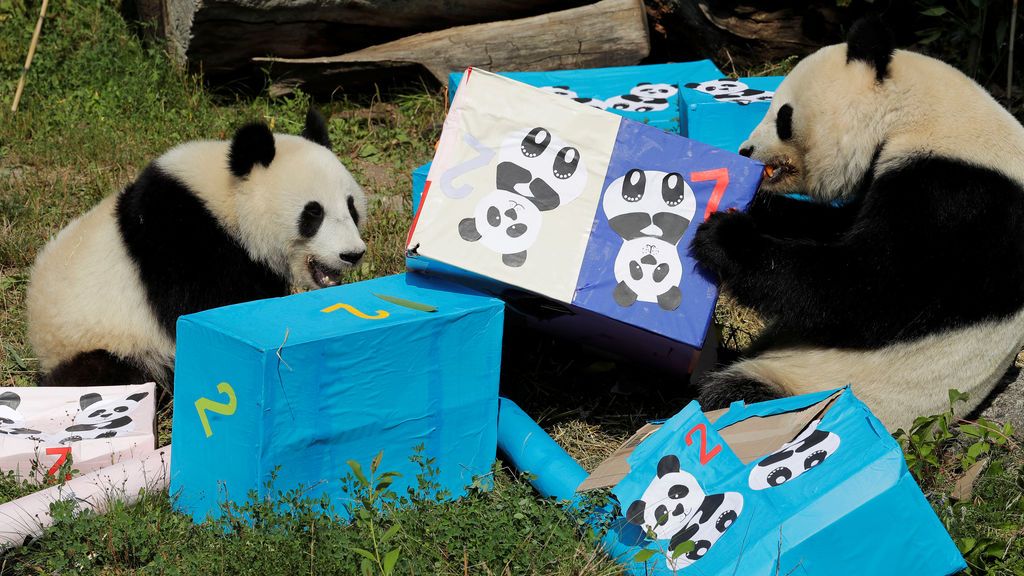 Dos osos panda gemelos abren sus regalos
