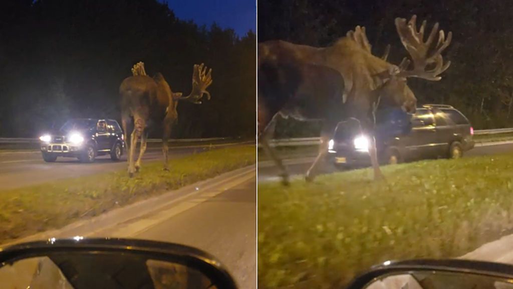 ‘Inmenso’ se queda pequeño para definir al alce que apareció junto a esta carretera