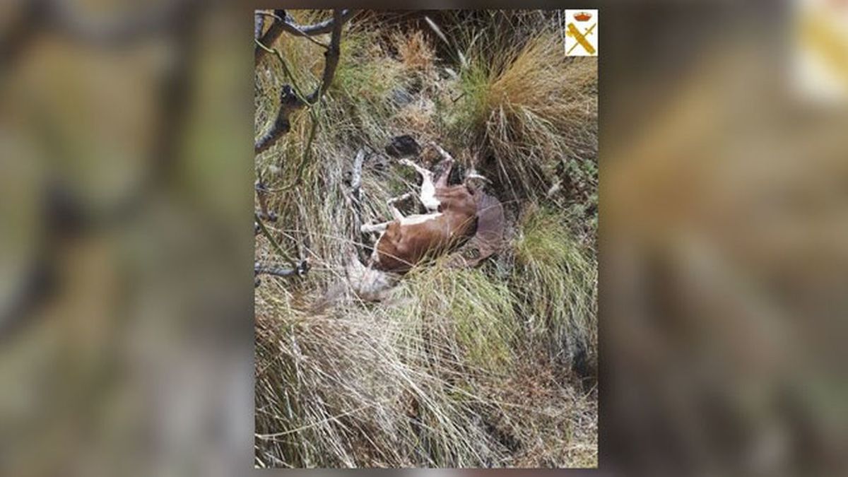 Detenido en Tenerife por matar a un perro con una azada