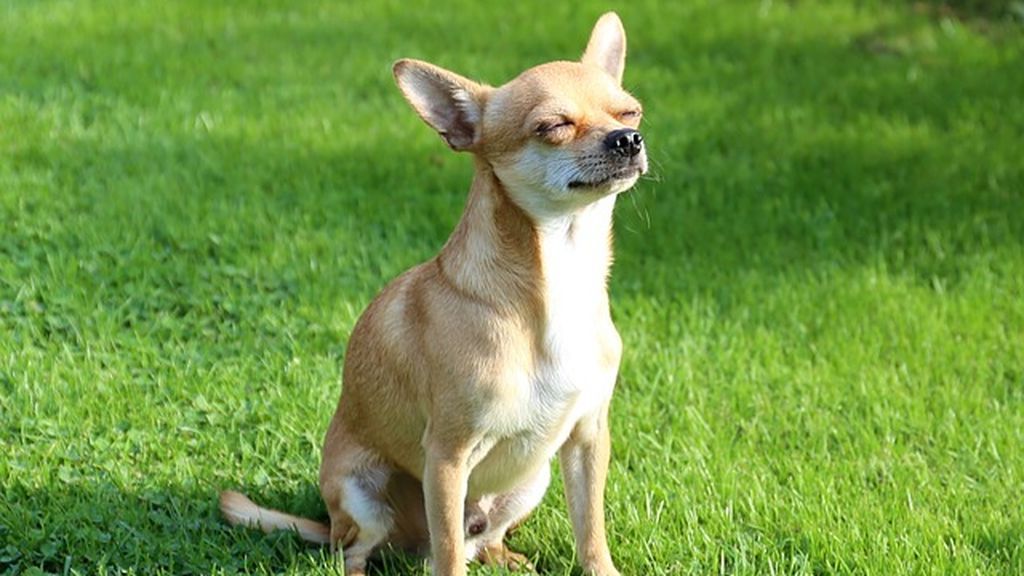 chihuahua chihuahua