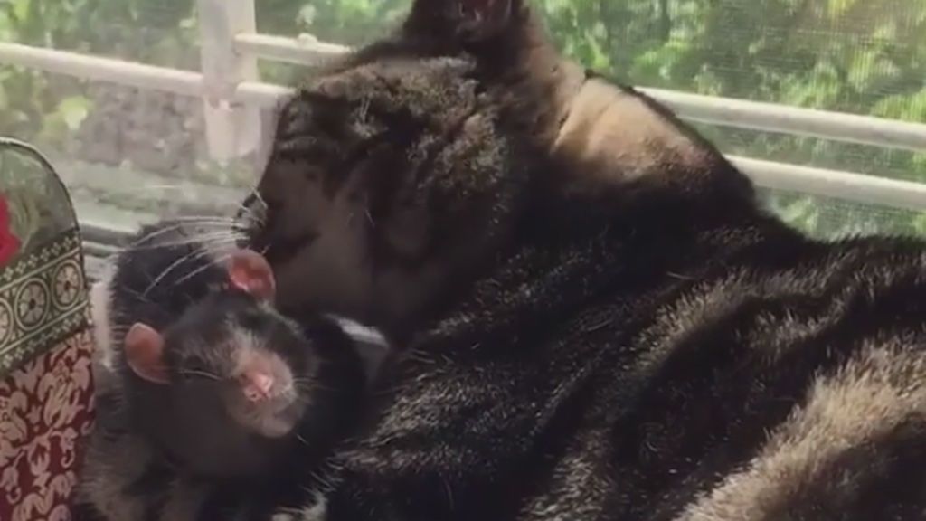 La sorprendente amistad entre una rata y un gato que triunfa en Instagram