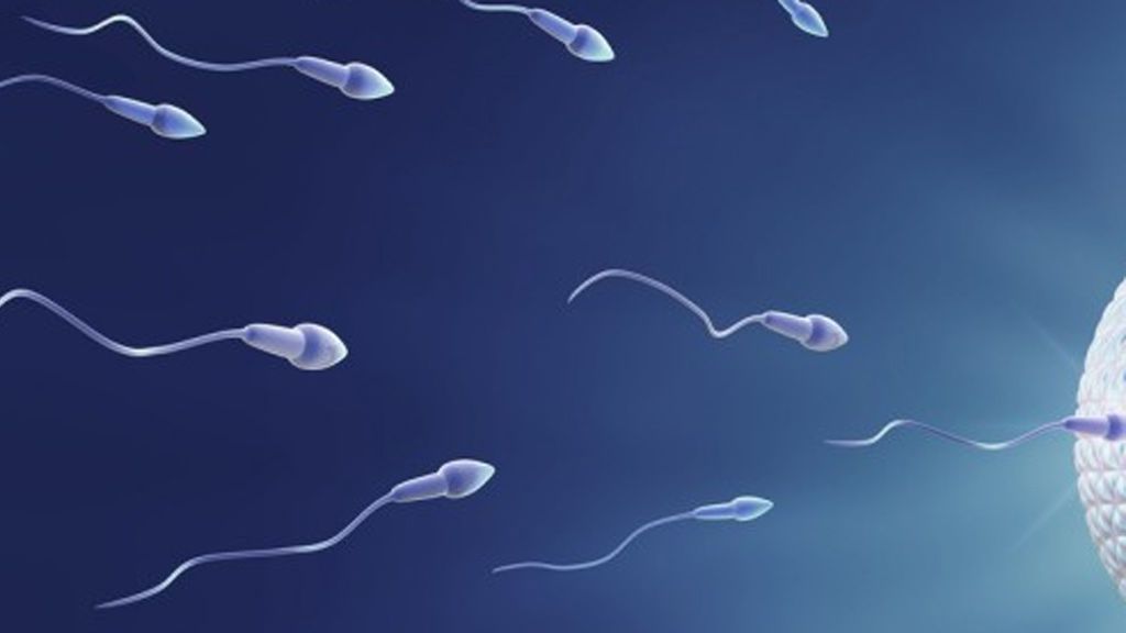 El espermatozoide, algo más que el vehículo del ADN al embrión