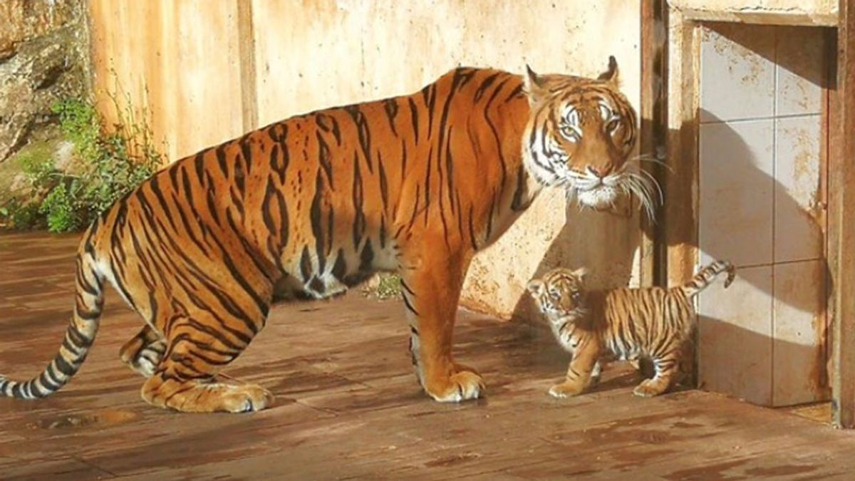 El Parque de Cabárceno cuenta con un recién nacido tigre de Bengala