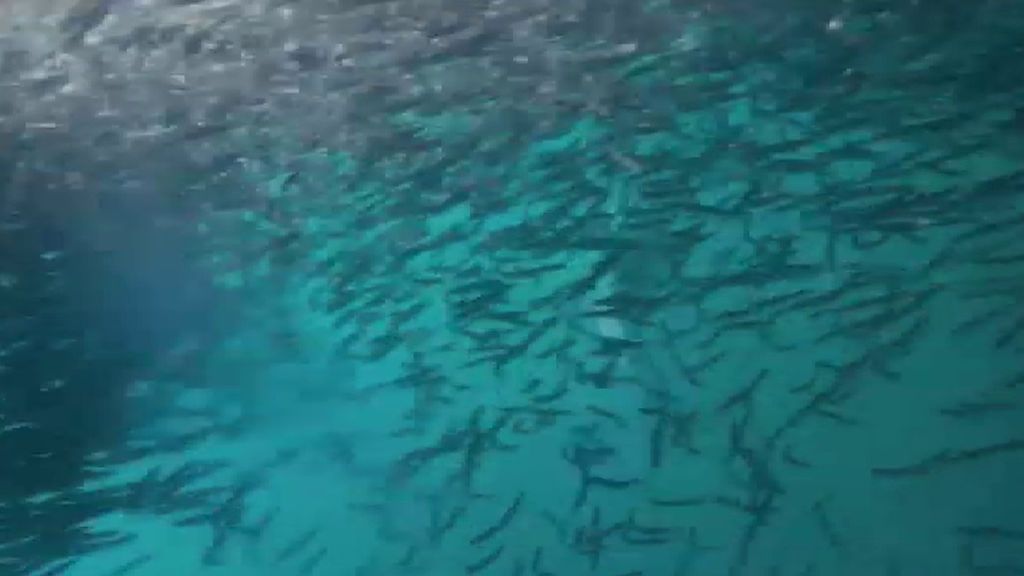 Los delfines en aguas gallegas se dan un festín