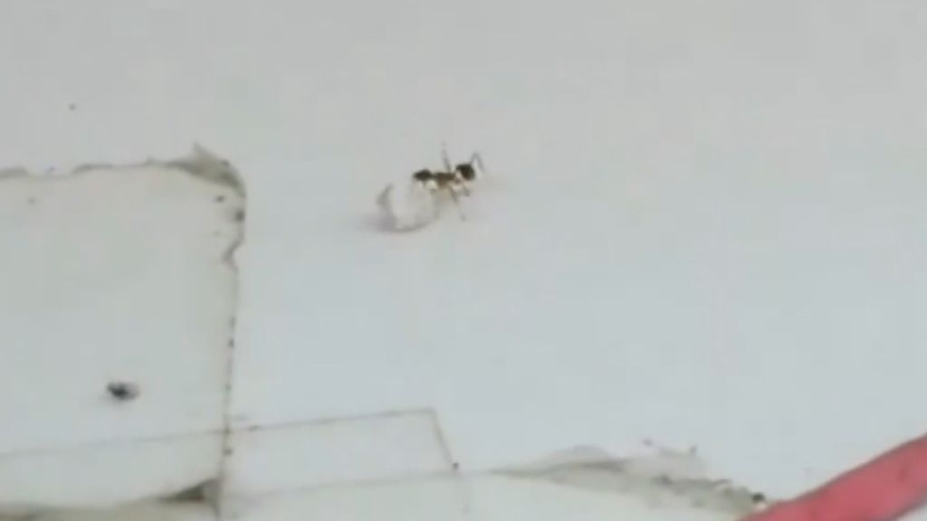 La hormiga ladrona que roba un diamante en un taller de joyería de Nueva York