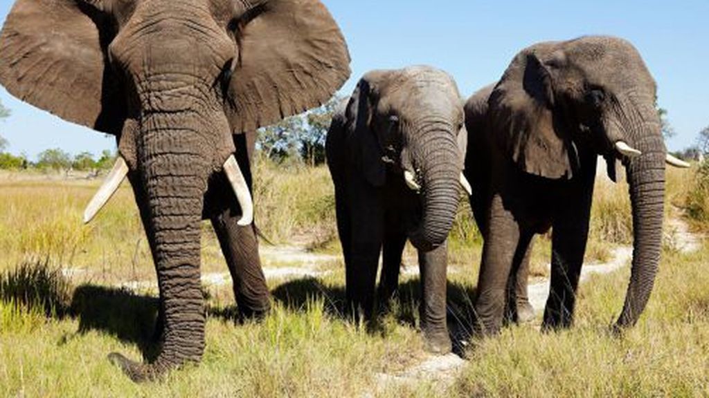 Traducir los barritos de los elefantes es posible ahora en tiempo récord