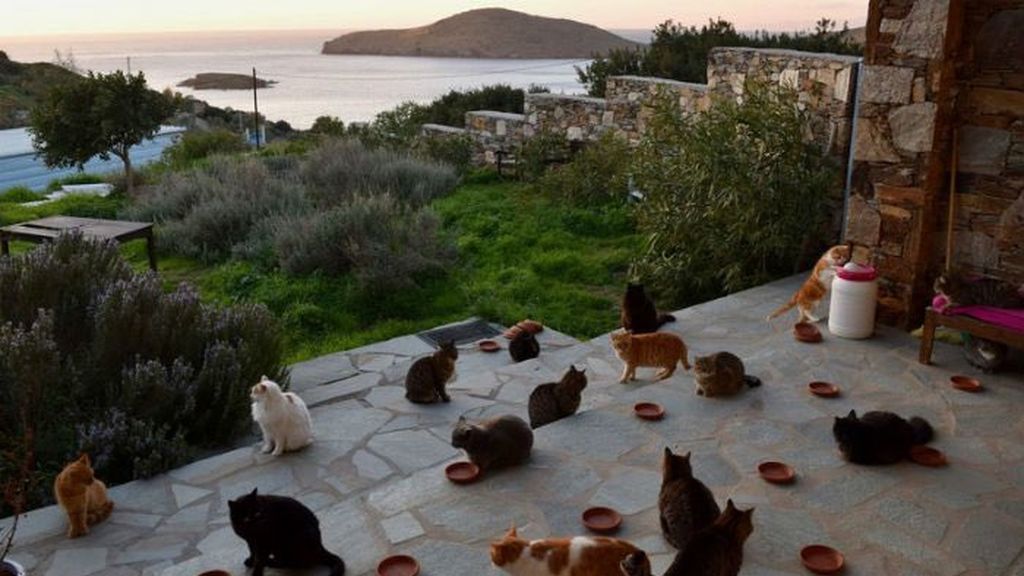 Si te encantan los gatos, este es tu trabajo: cuidarlos en su casa en Grecia