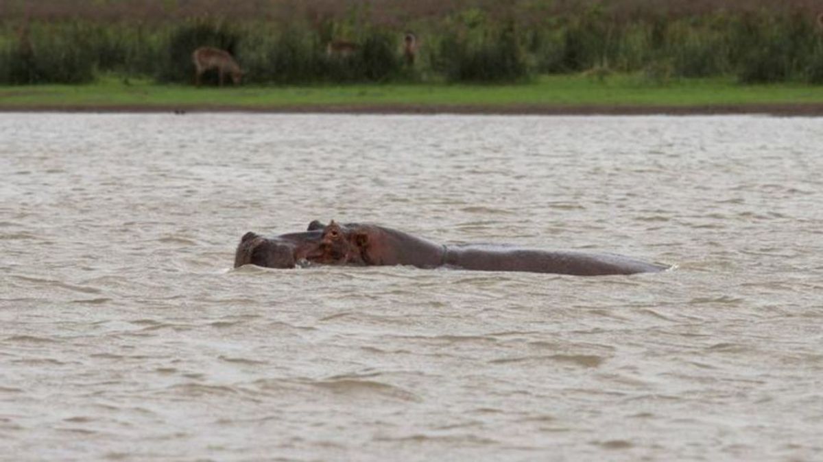 Kenia hipopotamo