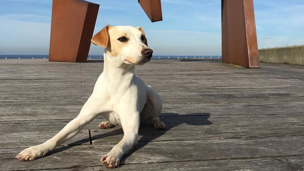 Pipper: soy perro y soy influencer
