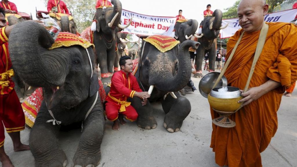 Los monjes de Tailandia, a dieta