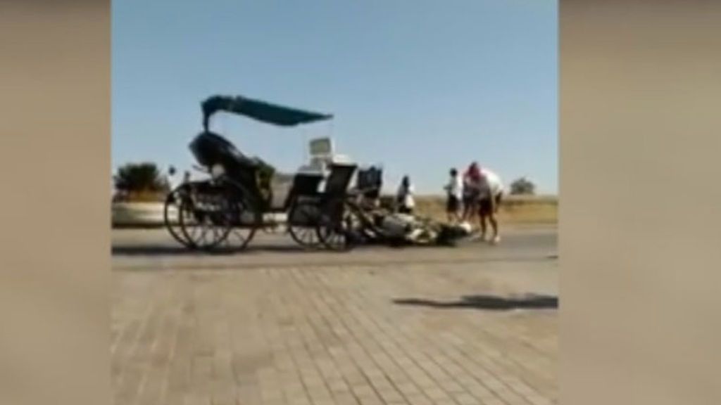 Un caballo cae al suelo desplomado por un golpe de calor en Córdoba