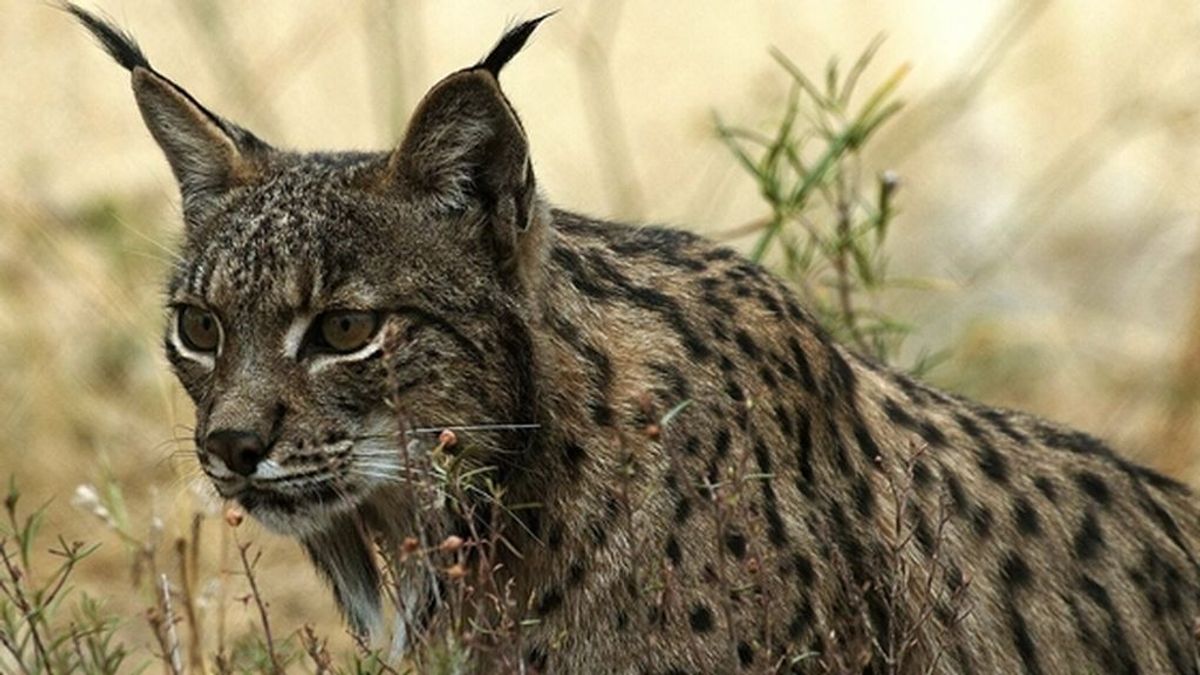 lince-4