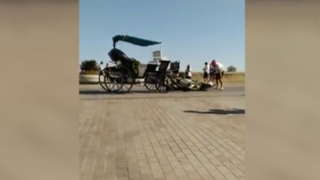Un caballo se desploma en Córdoba por un golpe de calor