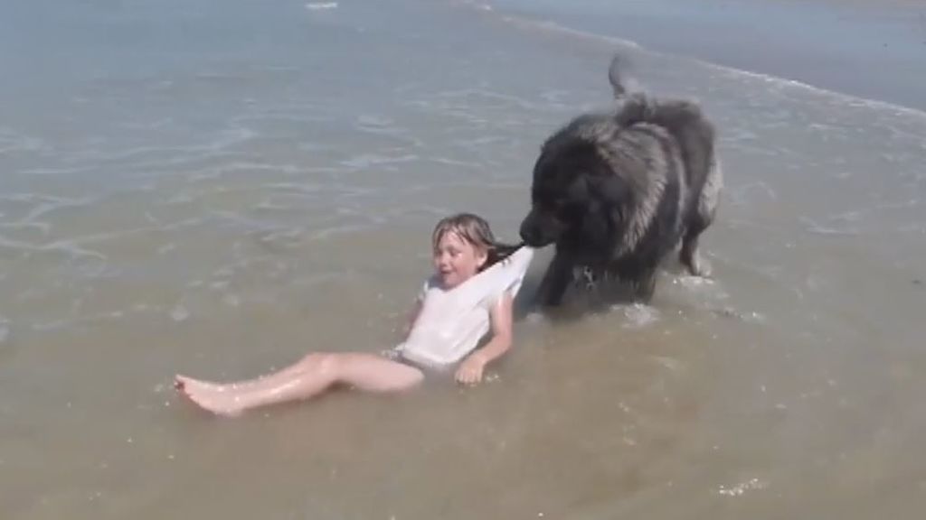 El entrañable rescate de un perro a una niña que jugaba en la playa