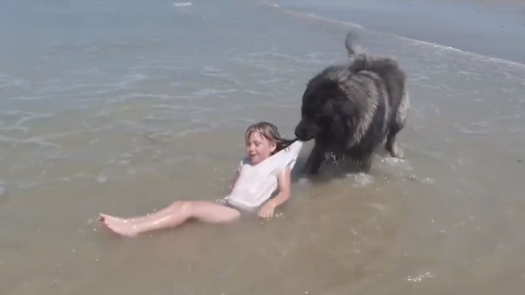 Tierno rescate: un perro protege a una niña que jugaba en la playa