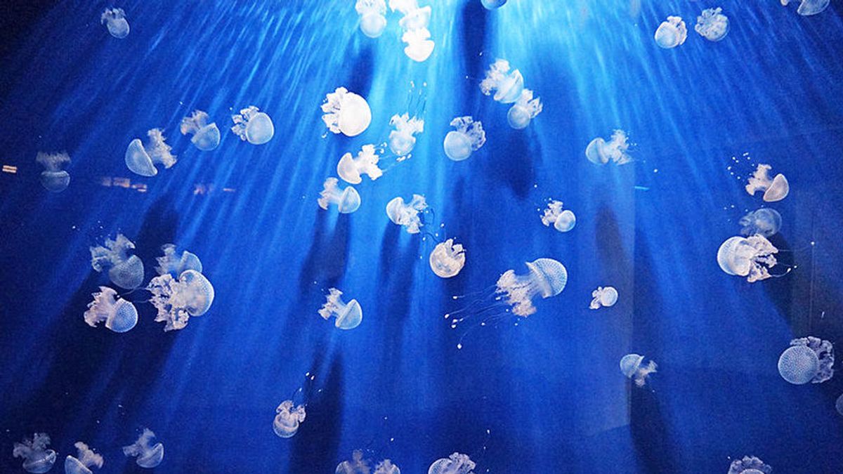 Nuevo rebrote más urticante de medusas: desde Murcia hasta Huelva