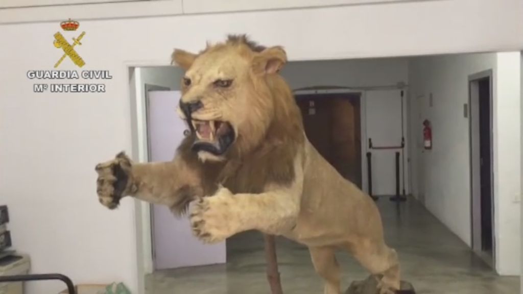 La Guardia Civil decomisa en Barcelona a un león africano disecado