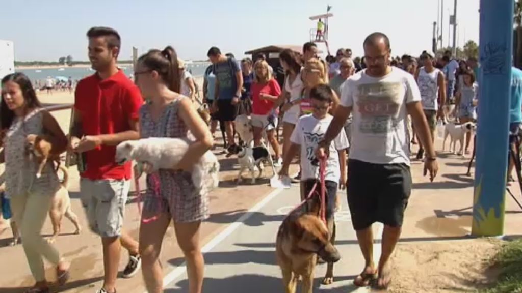 Concentraciones en distintas playas españolas para pedir el acceso a perros
