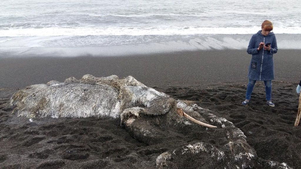 Gris y apestoso: así es el 'monstruo peludo' que ha aparecido en una playa