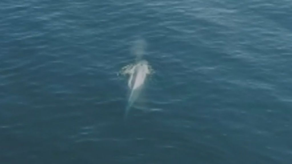 Un dron capta a una ballena azul en las Islas Cíes