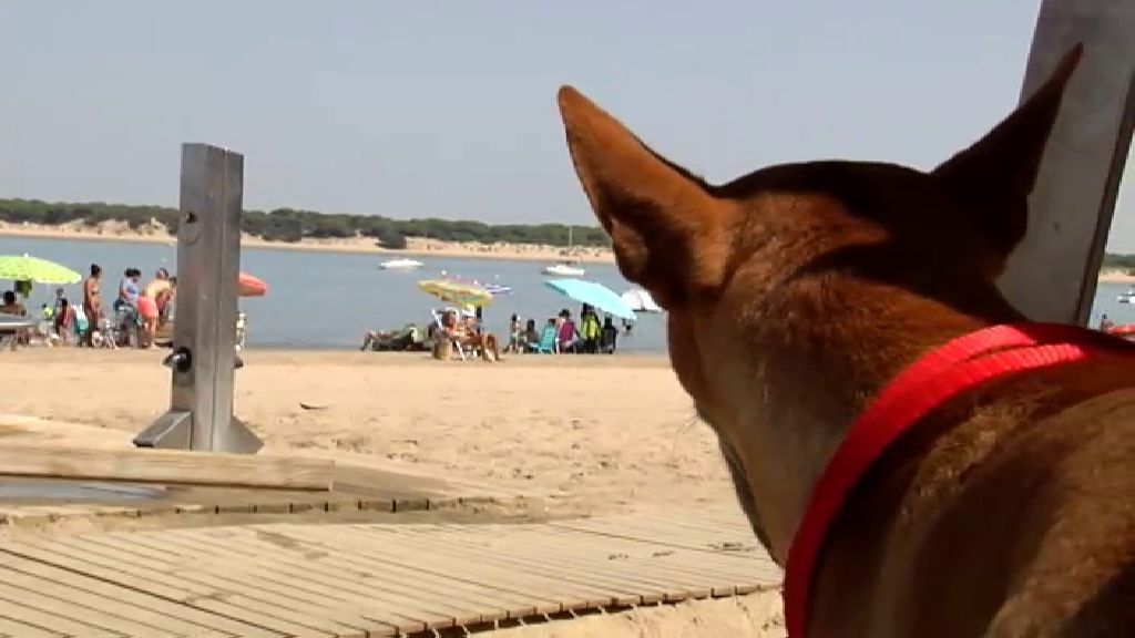 ¿Deberían poder bañarse los perros en las playas?