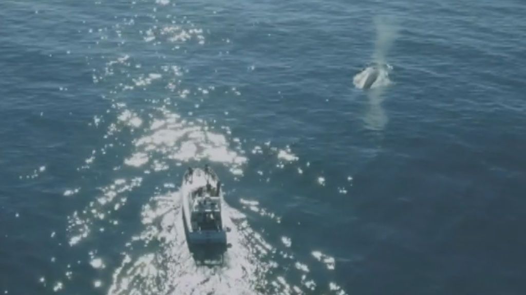 Avistan una ballena azul de 26 metros en aguas de las Islas Cíes
