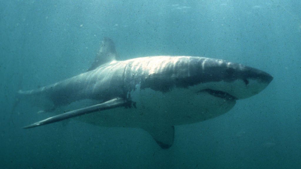 Un niño y su padre son atacados por un tiburón blanco