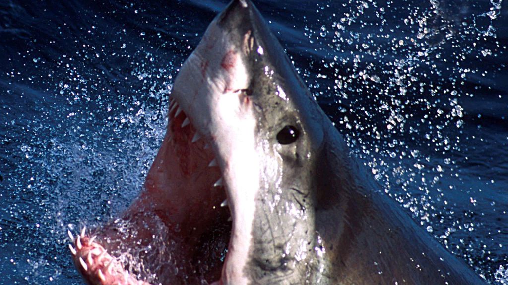 Atacados por un tiburón blanco un padre y su hijo