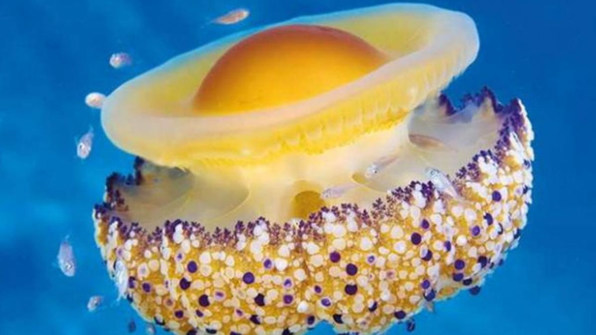 La proliferación de medusas, algas y otras especies amenazan el baño en el Mediterráneo