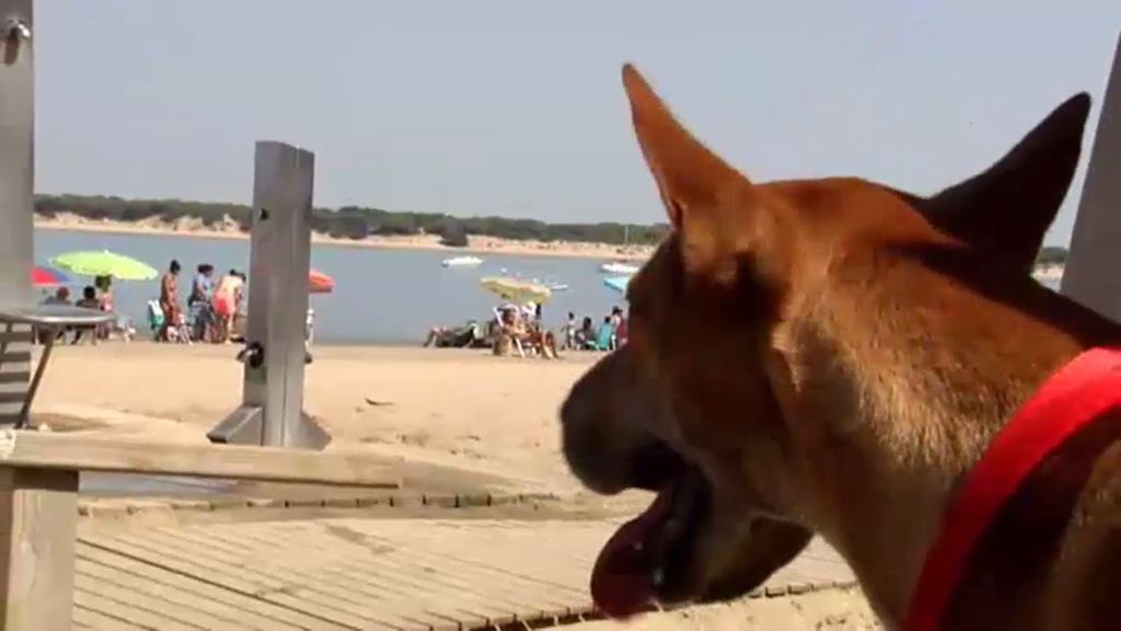 Perros en las playas ¿si o no?: el debate eterno de cada verano
