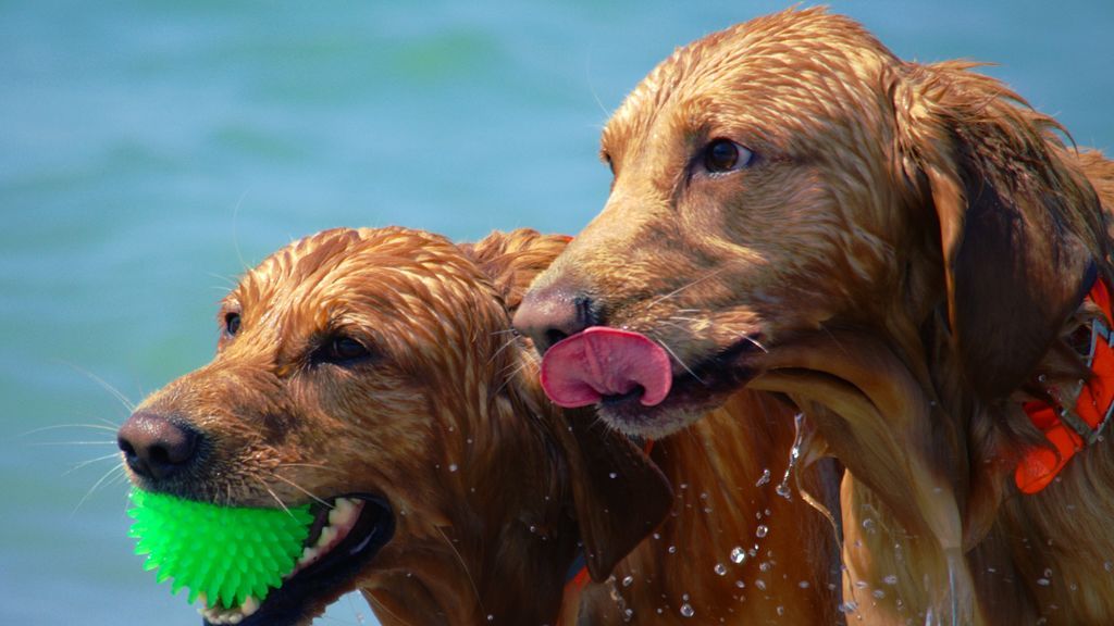 perros agua