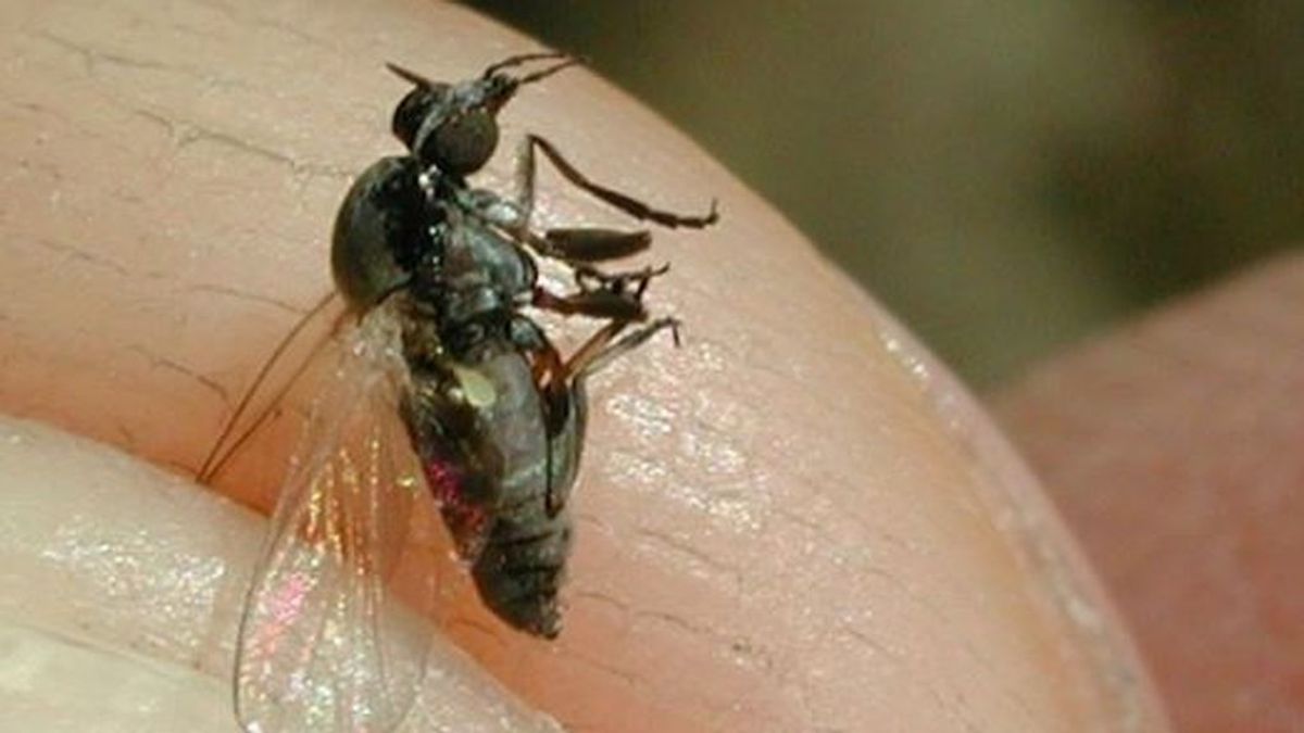 La mosca negra hace su agosto en España, se extiende y  ya es un problema de salud
