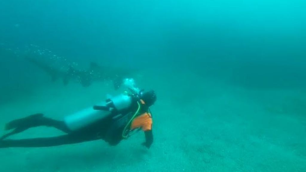Un submarinista español libera a un tiburón cuando estaba tragándose una bolsa de plástico