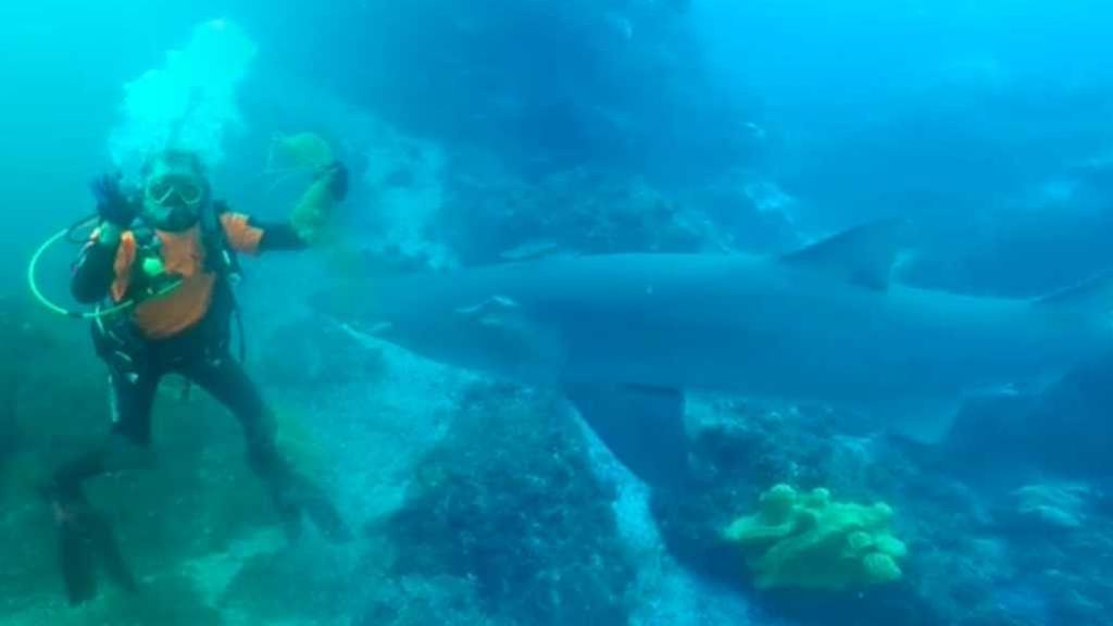 Increíble momento en el que un submarinista español libera a un tiburón de tragarse una bolsa