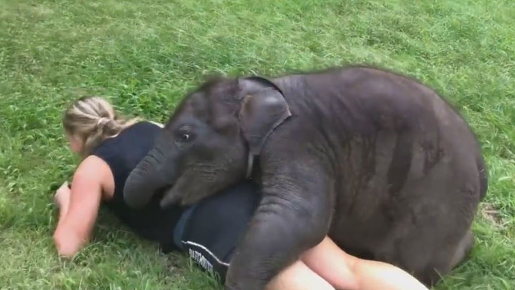 Un pequeño elefante se enamora de una turista y conmueve las redes sociales