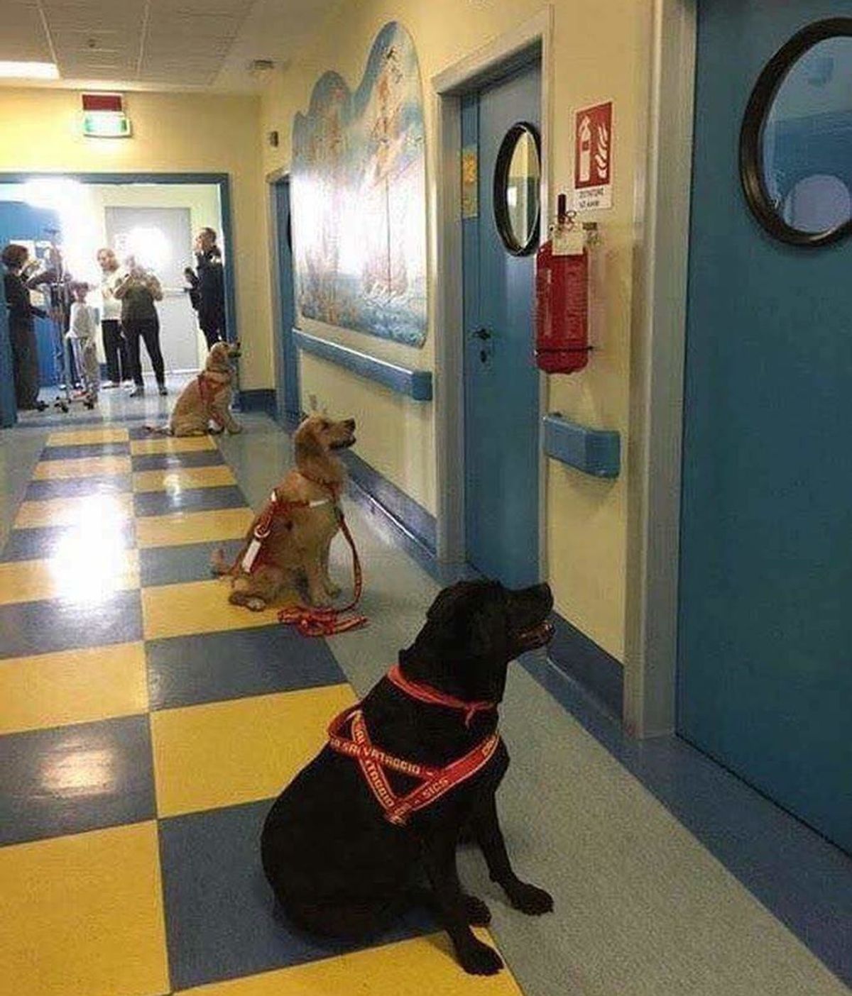 perros hospital