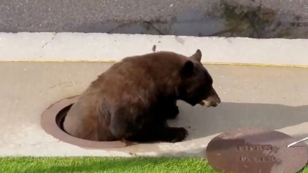 Un oso se pasea por la recepción de un hotel en Colorado