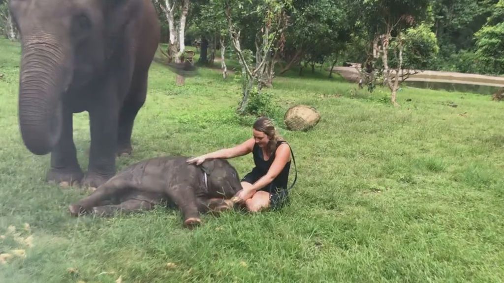 Un bebé elefante se enamora de una turista