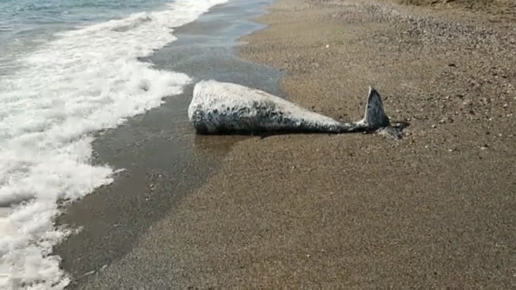 Denuncian la decapitación de delfines en Almería para utilizarlos como cebo de pesca