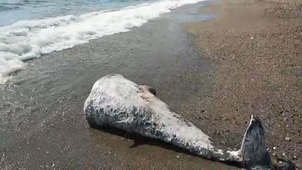 Hallan varios delfines decapitados en las playas de Almería