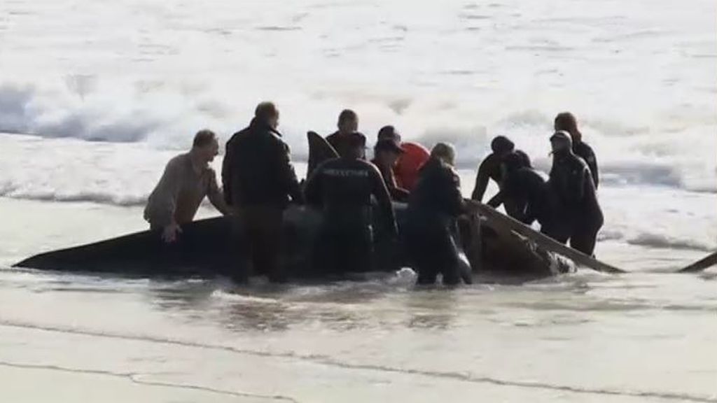 Emocionante rescate a una orca en una playa de Argentina