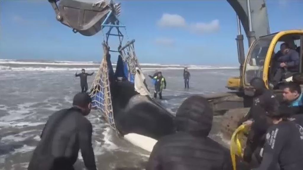 Un grupo de voluntarios logra devolver a una orca al agua en Argentina
