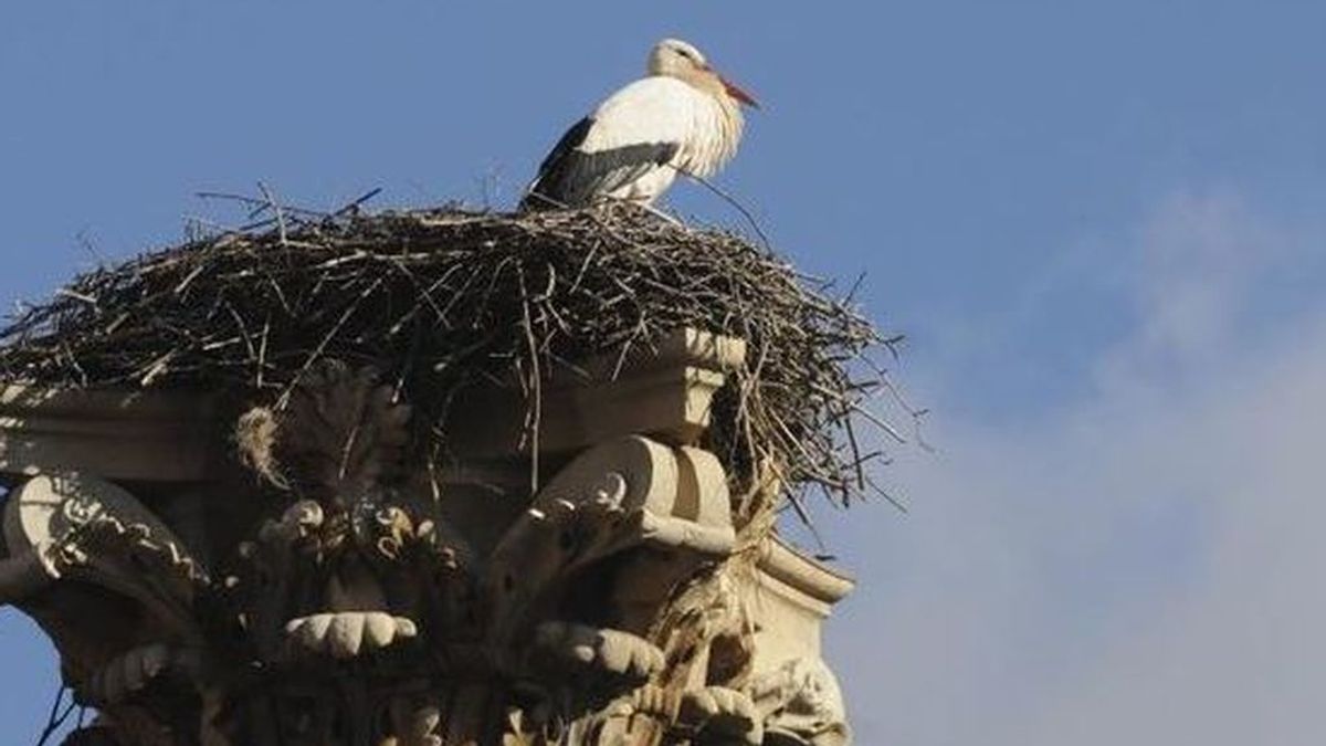 Denuncian 36 casos de destrucción de nidos de especies protegidas en los últimos siete años