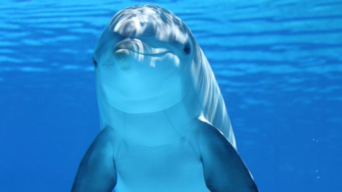 Prohíben el baño en Francia por la presencia de un delfín muy juguetón