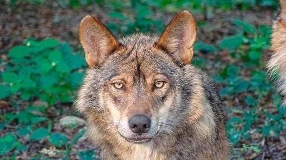 Matan a un lobo y arrojan su cabeza a una piscina pública en Asturias